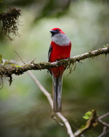 Whitehead's Trogon (Harpactes whiteheadi) (1)