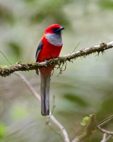 Whitehead's Trogon (Harpactes whiteheadi) (2)