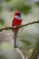 Whitehead's Trogon (Harpactes whiteheadi) (3)-Web-2