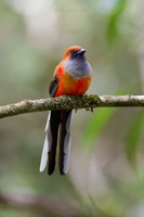 Whitehead's Trogon (Harpactes whiteheadi)01 (1)