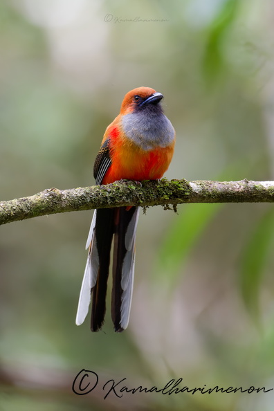 Whitehead's Trogon (Harpactes whiteheadi)01 (1).jpg