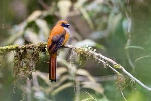 Whitehead's Trogon (Harpactes whiteheadi)01 (2)