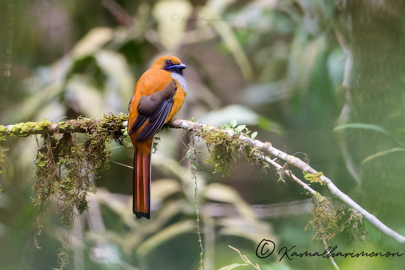 Whitehead's Trogon (Harpactes whiteheadi)01 (2).jpg