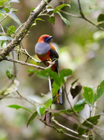 Whitehead's Trogon (Harpactes whiteheadi)01 (3)
