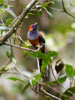 Whitehead's Trogon (Harpactes whiteheadi)01 (4)
