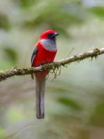Whitehead's Trogon (Harpactes whiteheadi)01 (5)