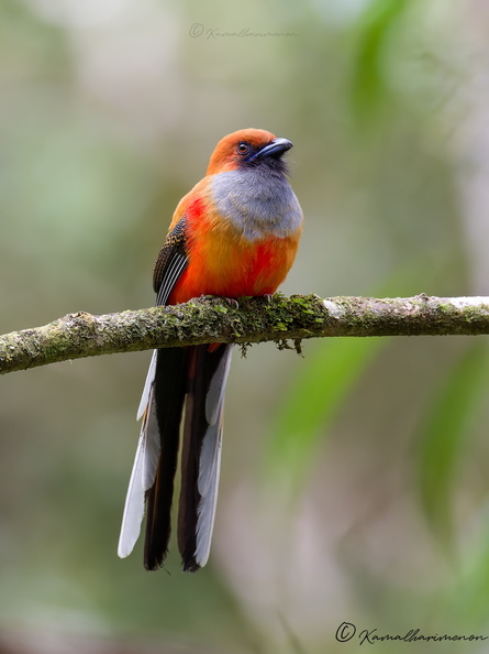 Whitehead's Trogon (Harpactes whiteheadi)01 (6).jpg