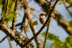 White-throated Bushtit (Aegithalos niveogularis) (1)