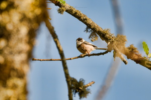 White-throated Bushtit (Aegithalos niveogularis) (2)