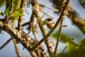 White-throated Bushtit (Aegithalos niveogularis) (3)