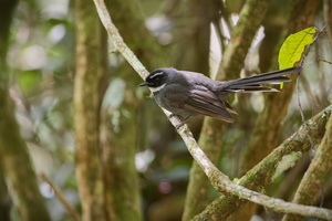 White-throated Fantail (Rhipidura albicollis)