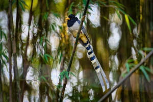 Yellow-billed Blue Magpie (Urocissa flavirostris)