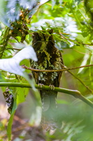 Feline Owlet-nightjar (Aegotheles insignis)