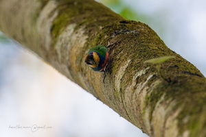 Red-breasted Pygmy Parrot (Micropsitta bruijnii)
