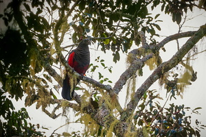Vulturine parrot (Pyrilia vulturina)