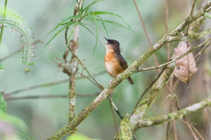 Rusty Mouse-warbler (Origma murina)