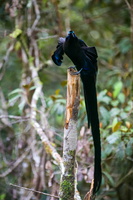Black sicklebill (Epimachus fastosus) 1