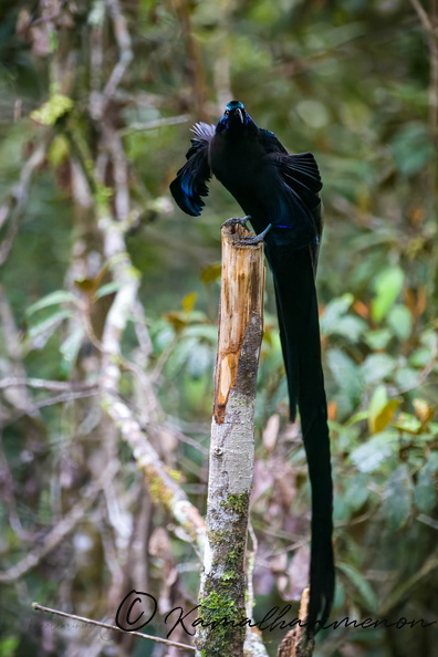 Black sicklebill (Epimachus fastosus)_1.jpg