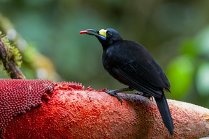 Long-tailed Paradigalla (Paradigalla carunculata)01