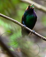 Magnificent Bird-of-paradise (Diphyllodes magnificus) 1