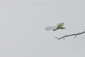 Sulphur-crested cockatoo (Cacatua galerita) (9)