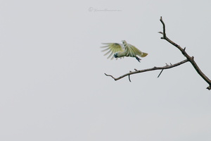 Sulphur-crested cockatoo (Cacatua galerita) (7)
