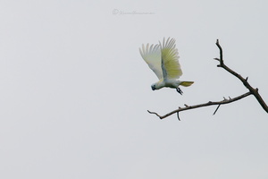 Sulphur-crested cockatoo (Cacatua galerita) (8)