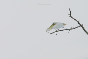 Sulphur-crested cockatoo (Cacatua galerita) (6)
