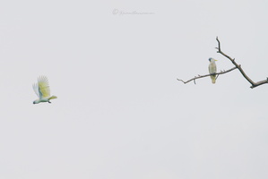 Sulphur-crested cockatoo (Cacatua galerita) (3)