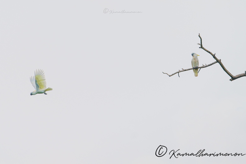 Sulphur-crested cockatoo (Cacatua galerita) (3).jpg