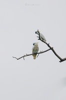 Sulphur-crested cockatoo (Cacatua galerita) (1)