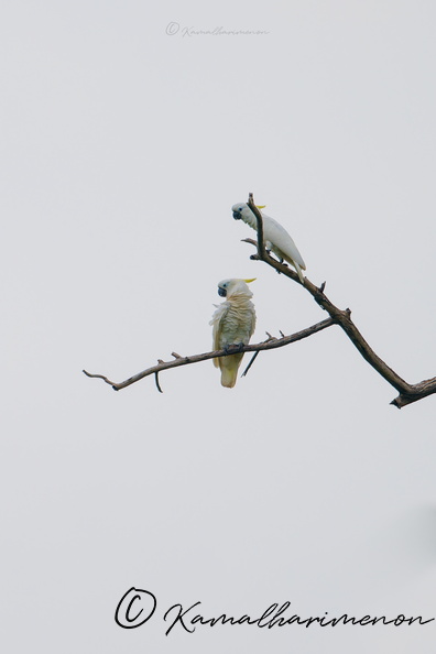 Sulphur-crested cockatoo (Cacatua galerita) (1).jpg