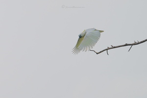 Sulphur-crested cockatoo (Cacatua galerita) (10)