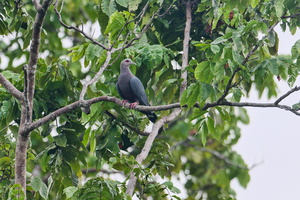 Pinon's Imperial-Pigeon (Ducula pinon01)