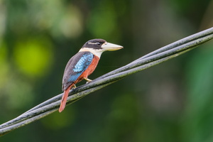 Rufous-bellied Kookaburra (Dacelo gaudichaud) (1)