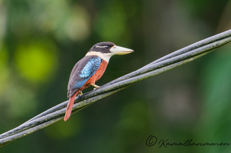 Rufous-bellied Kookaburra (Dacelo gaudichaud) (1).jpg