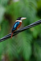 Rufous-bellied Kookaburra (Dacelo gaudichaud) (2)