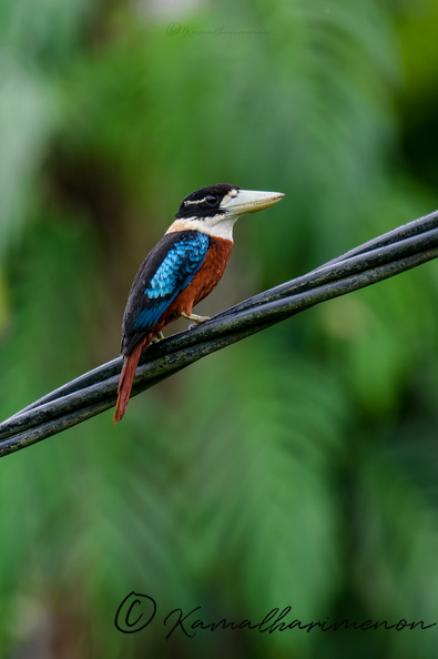Rufous-bellied Kookaburra (Dacelo gaudichaud) (2).jpg