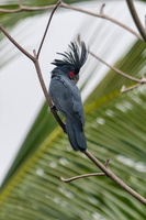 Palm cockatoo (Probosciger aterrimus) (4)
