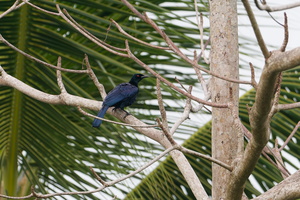 Glossy-mantled Manucode (Manucodia ater)