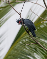 Palm cockatoo (Probosciger aterrimus) (3)