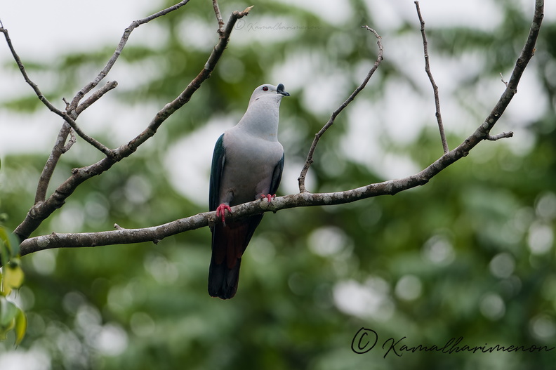 Spice Imperial Pigeon (Ducula myristicivora) (02).jpg