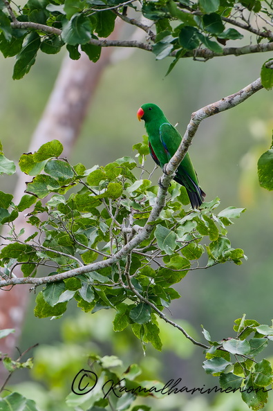 Papuan eclectus(Eclectus polychloros) (1).jpg