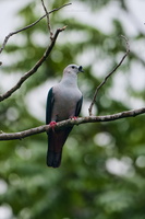 Spice Imperial Pigeon (Ducula myristicivora) (1)