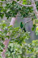 Papuan eclectus(Eclectus polychloros) (3)