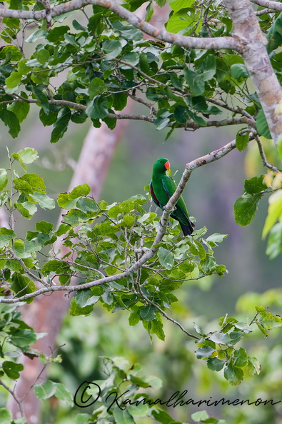 Papuan eclectus(Eclectus polychloros) (3).jpg