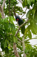 Palm cockatoo (Probosciger aterrimus) (1)