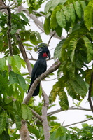 Palm cockatoo (Probosciger aterrimus) (2)