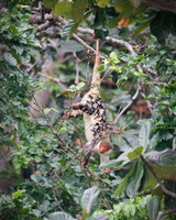 Waigeo spotted cuscus (Spilocuscus papuensis) 