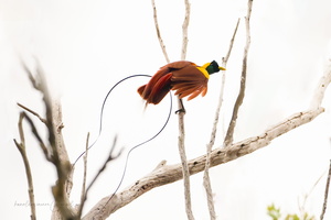 Red bird-of-paradise (Paradisaea rubra)01 (2)